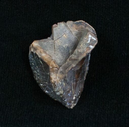 Unworn Triceratops Tooth - Inch #4001